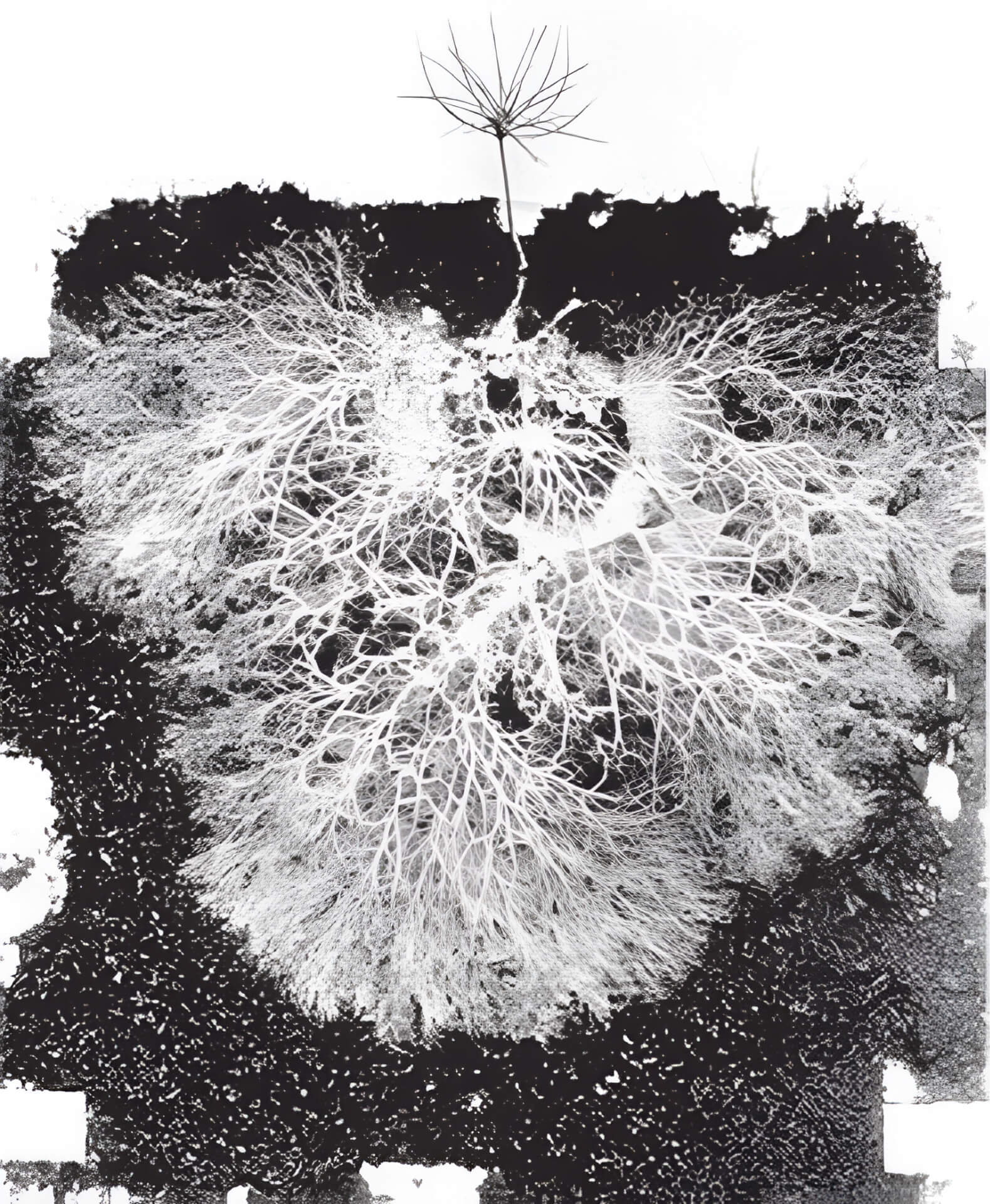 N etwork of roots and mycorrhizal fungi linking a pair of pine seedlings. Research gate.